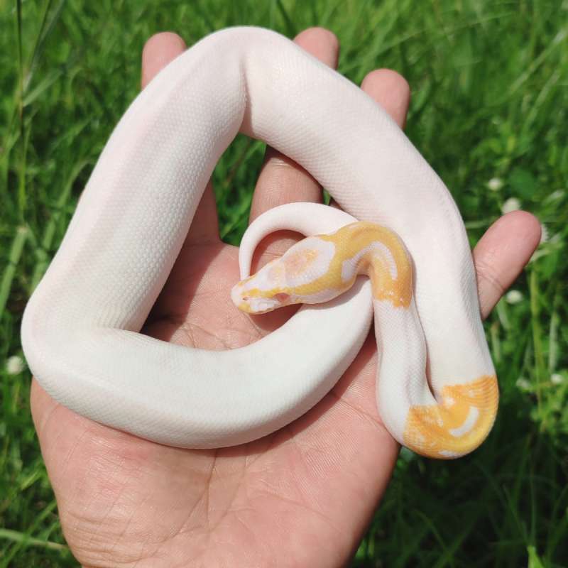 Albino Pied Hi White