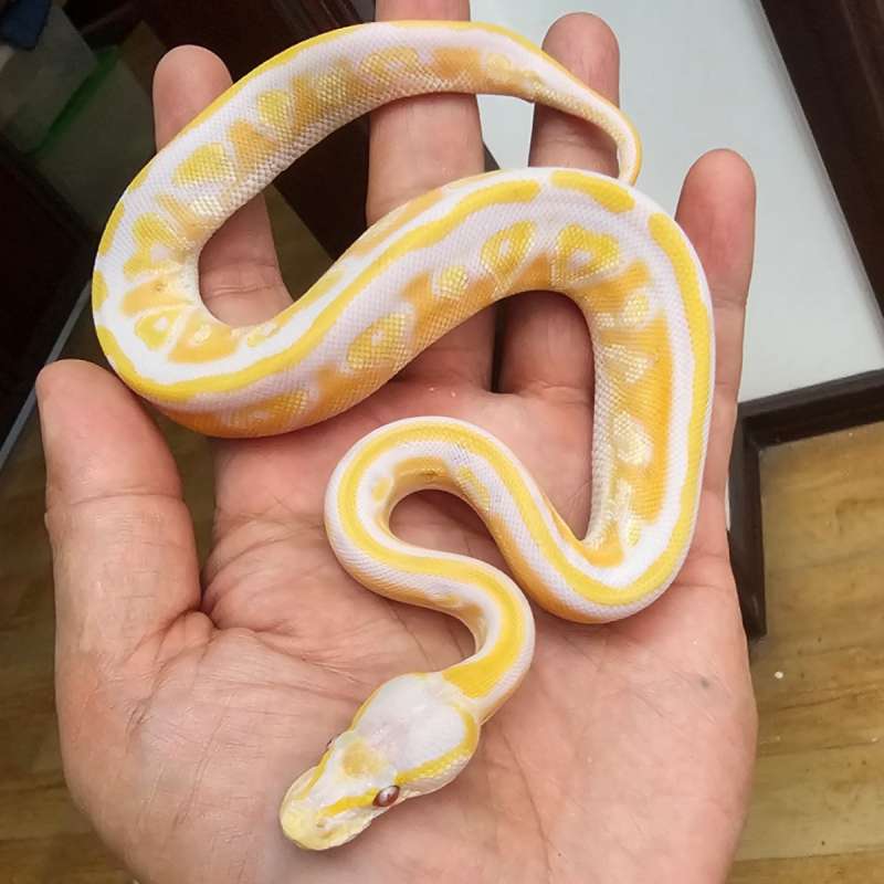 LAVENDER MOJAVE HET PIED POSS HET CLOWN (see note)