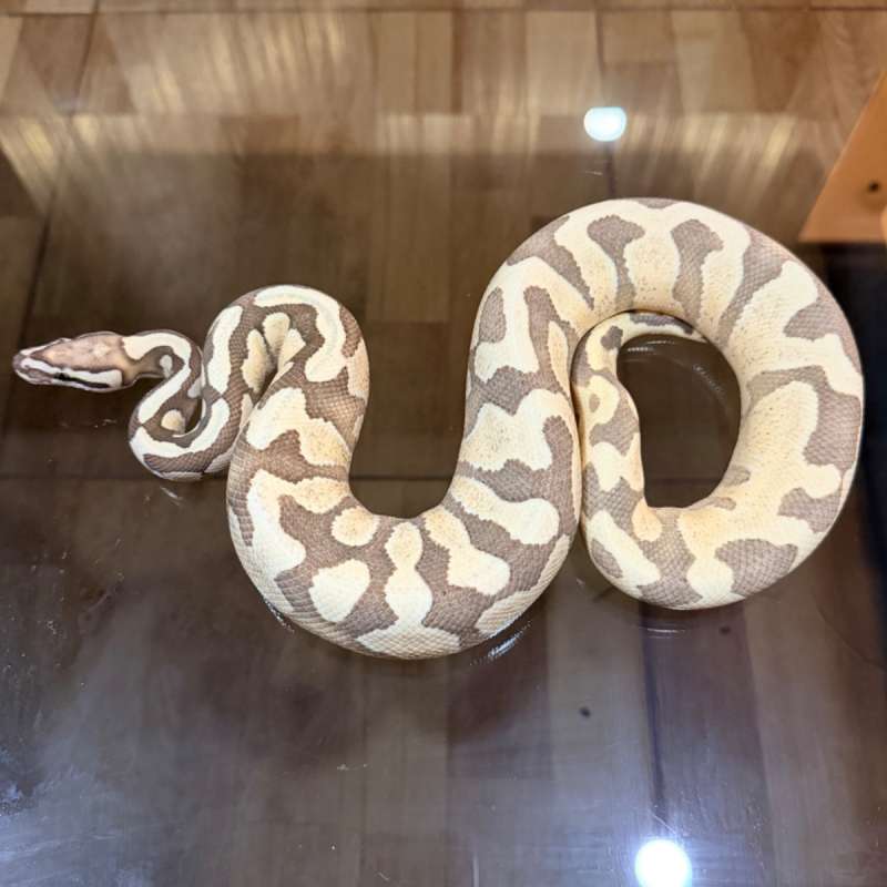 Enchi redstripe desert ghost poss het clown