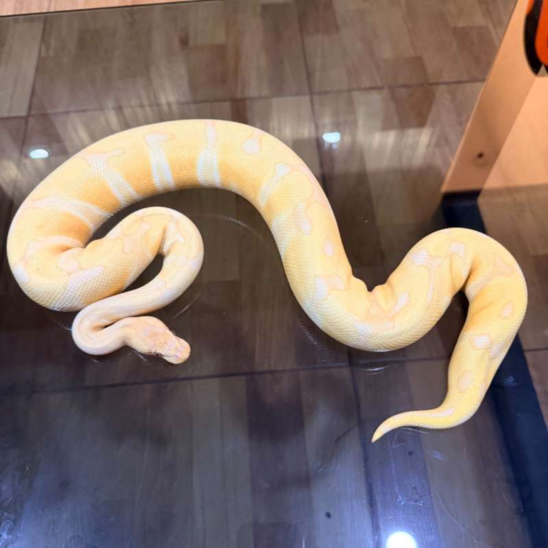 Enchi lavender het clown