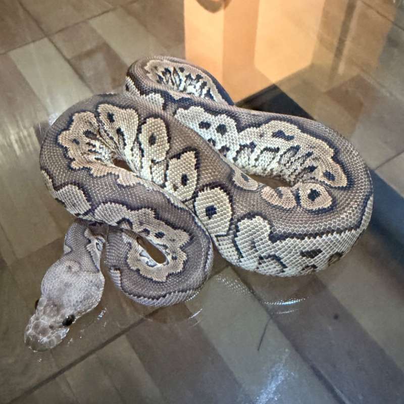 Cinnamon yellow belly clown