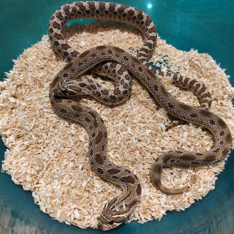 HOGNOSE PAIR