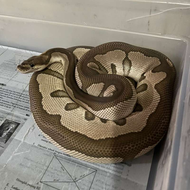 Leopard Mojave Poss Choco Clown PROVEN