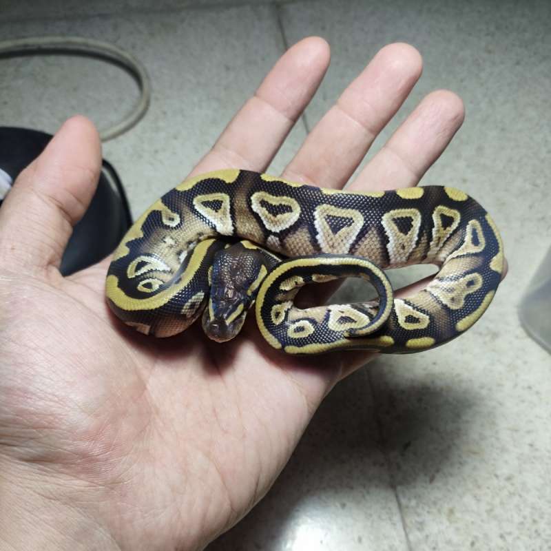 Mojave het lavender