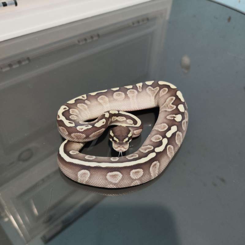 ballpython ghi lesser het clown