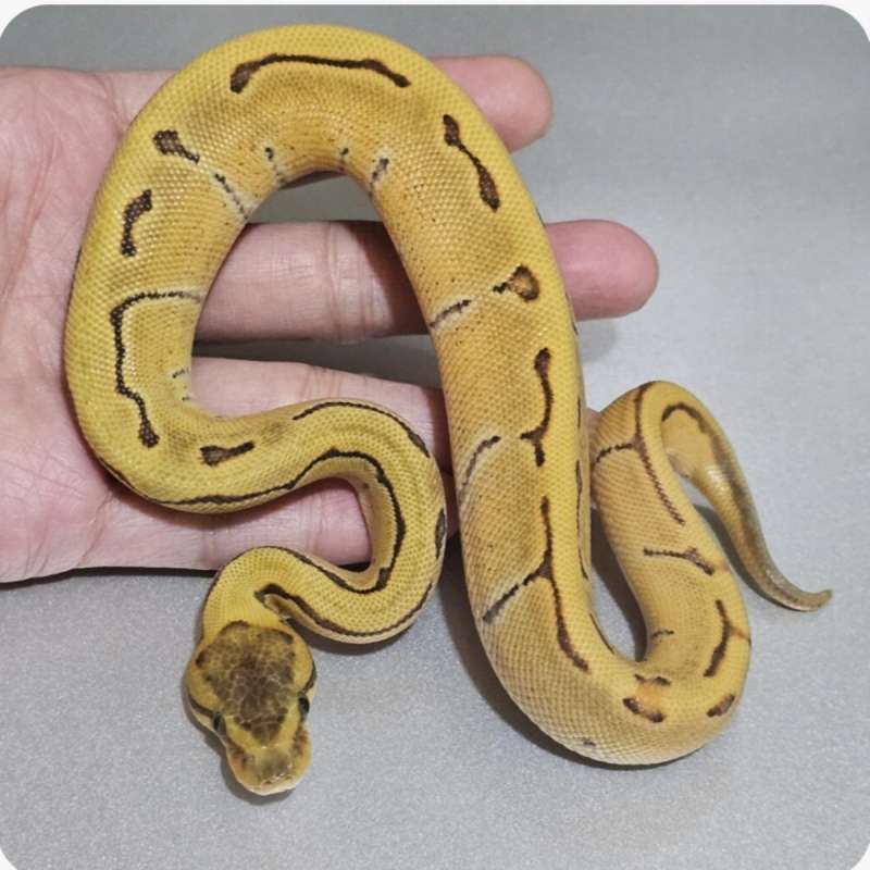 ballpython enchi pinstripe specter dg