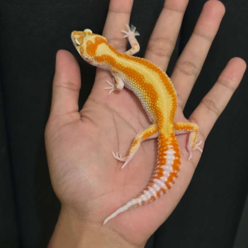 WY Tremper Red Stipe PH Eclipse