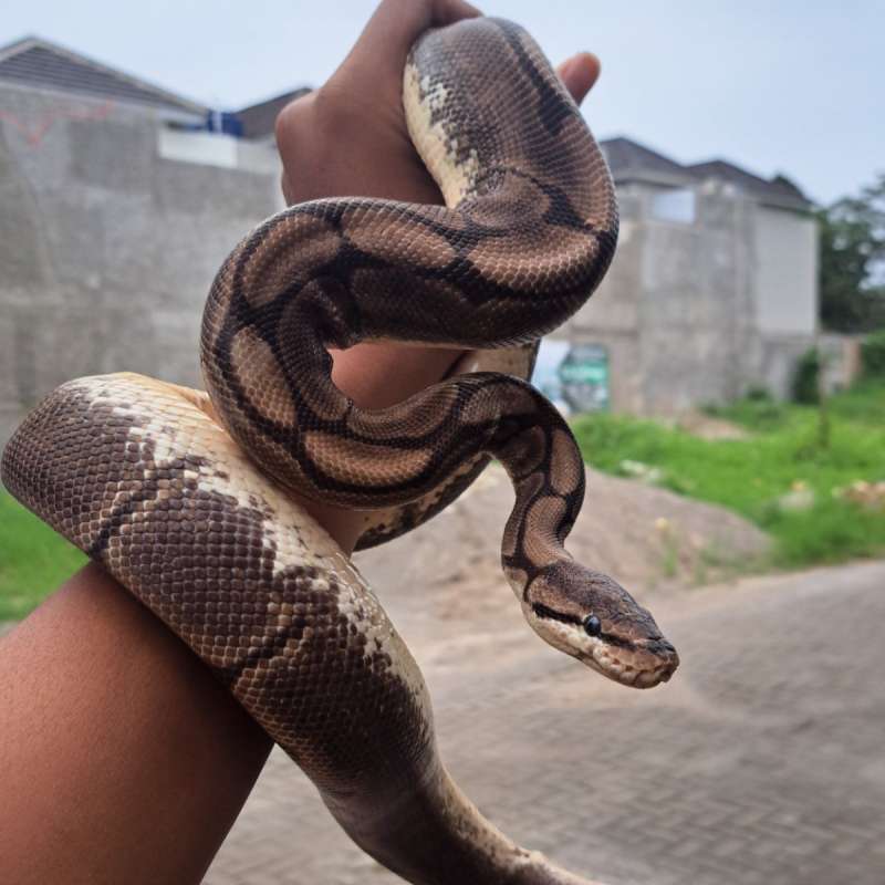 Spider Axanthic VPI Female [Proven]