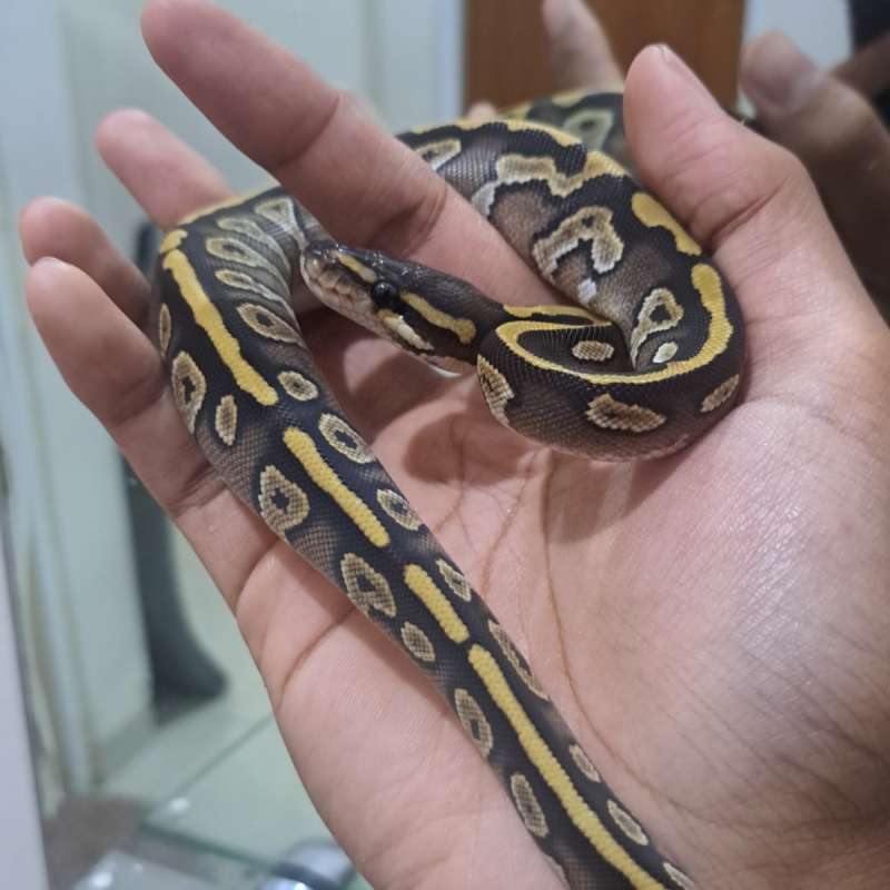 Mojave Female Baby