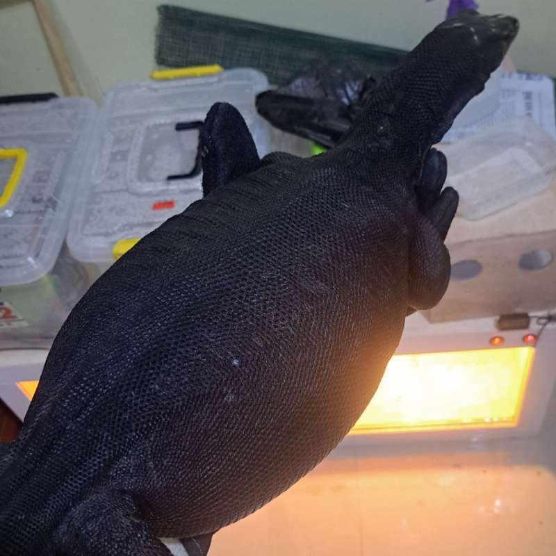 Black Salvator Proven