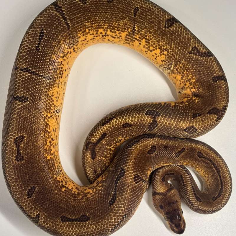 Super enchi pinstripe poss yellow belly