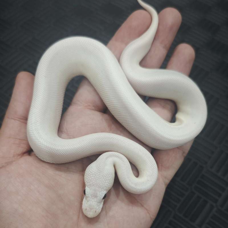 F Hypo Lucy pos Pins Cinny