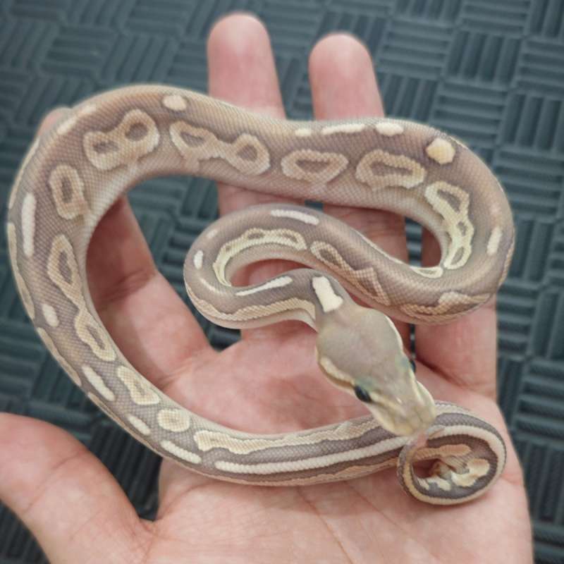 M Hypo Lithium (Lesser Cinny)