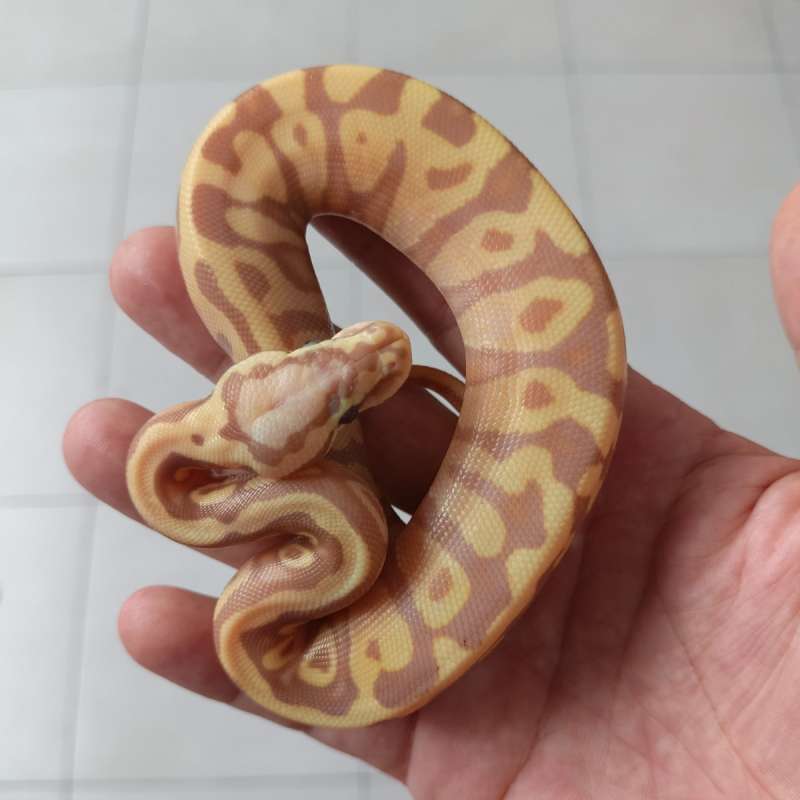 F banana pastel het clown