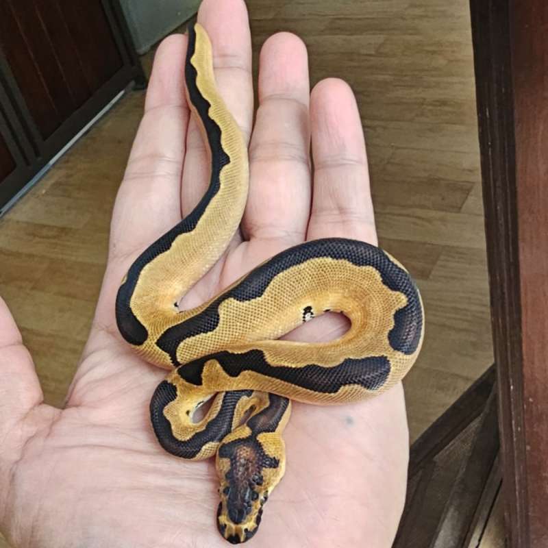 CLOWN CINNAMON LEOPARD ENCHI