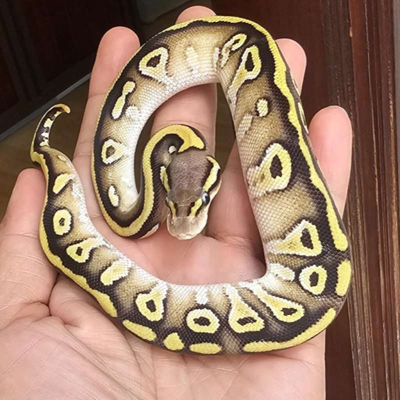 MOJAVE PASTEL DOUBLE HET PIED LAVENDER POSS HET CLOWN