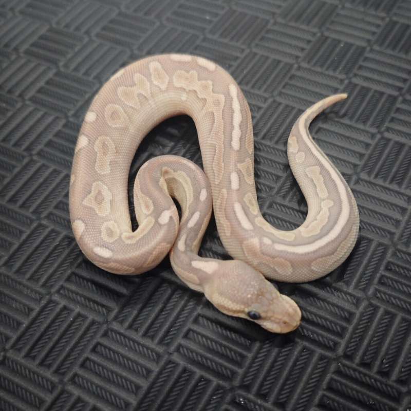 F Hypo Lithium (lesser cinny)