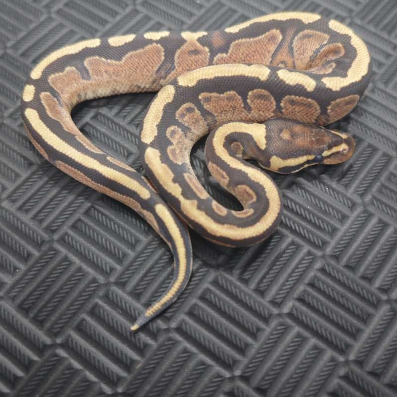 M Fire YB Het Tristripe