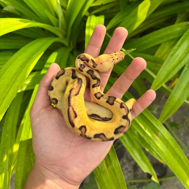 Pastel Enchi Clown