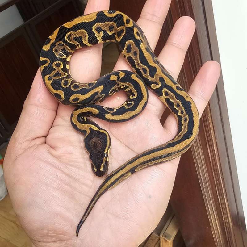 LEOPARD YELLOW BELLY HET PIED POSS HET LAVENDER