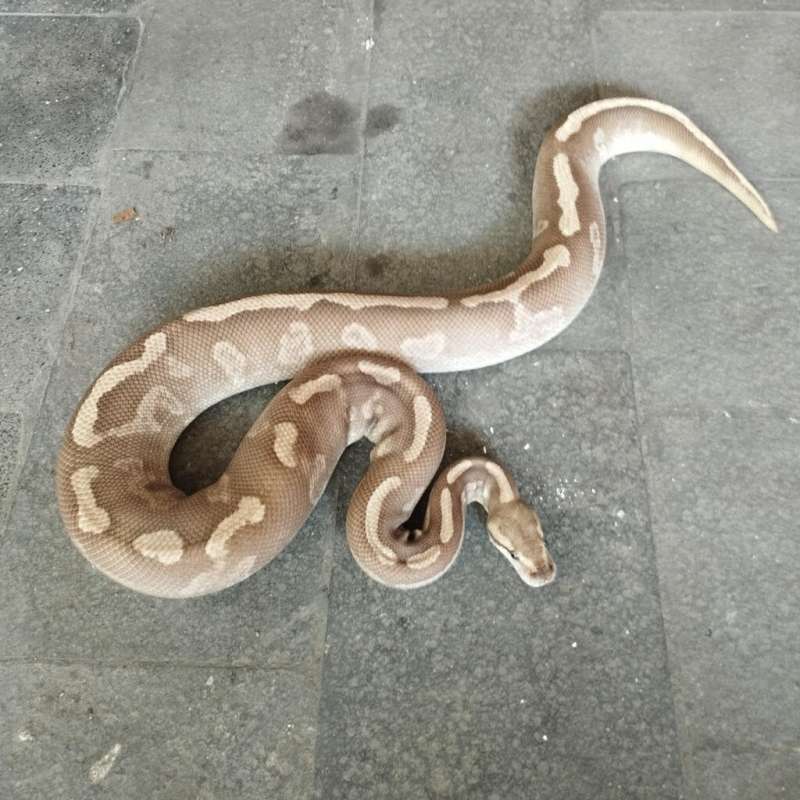 GHI FIRE MOJAVE LEOPARD PROVEN 2,1 KG