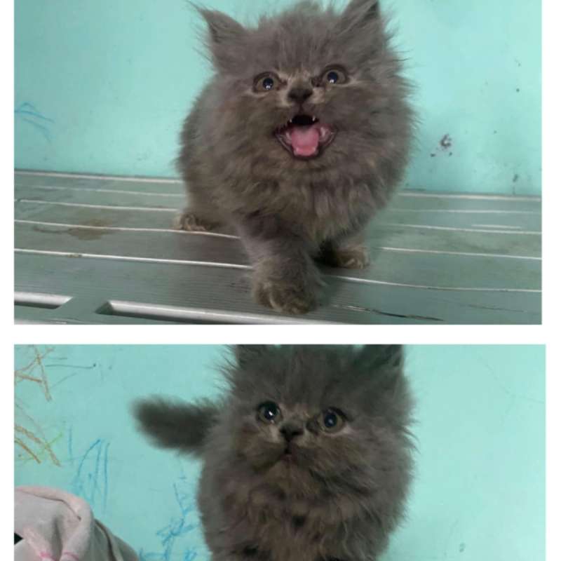 Kucing kitten British Munchkin Jantan