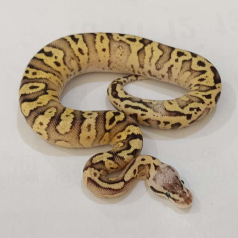 F. Firefly Red Stripe het Clown ♀️