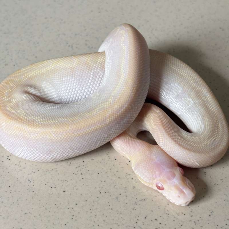 Ball Python Male Albino Bamboo Cinnamon