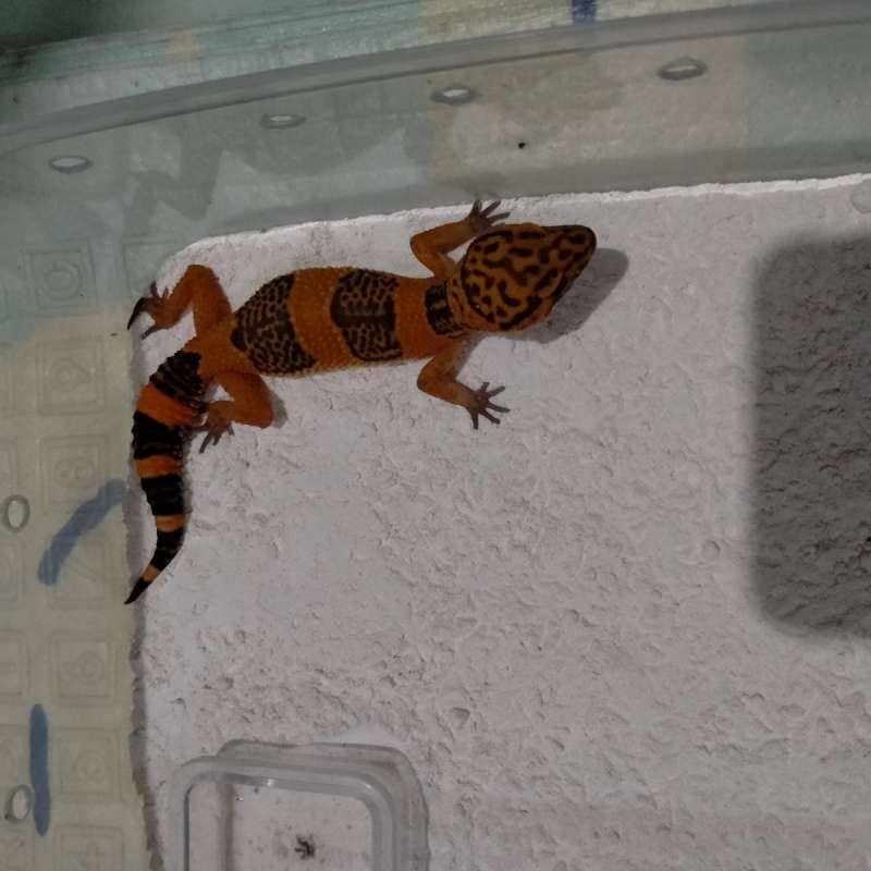 Tremper lavender sunspot line