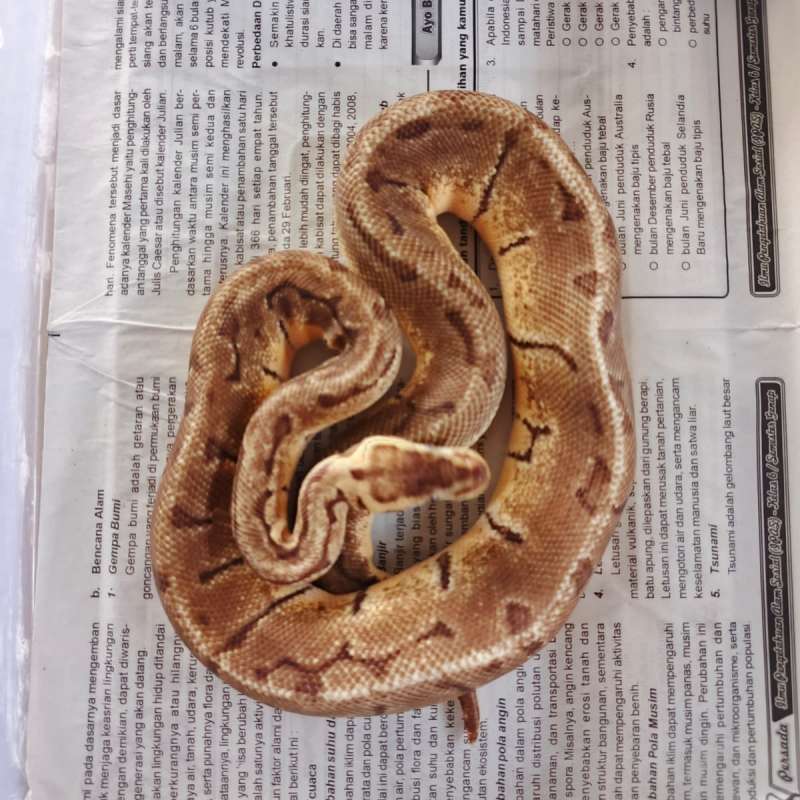 Enchi leopard lemonblast