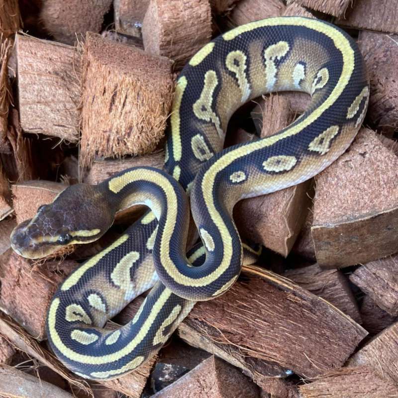 Mojave Poss Black Pastel PH Pied