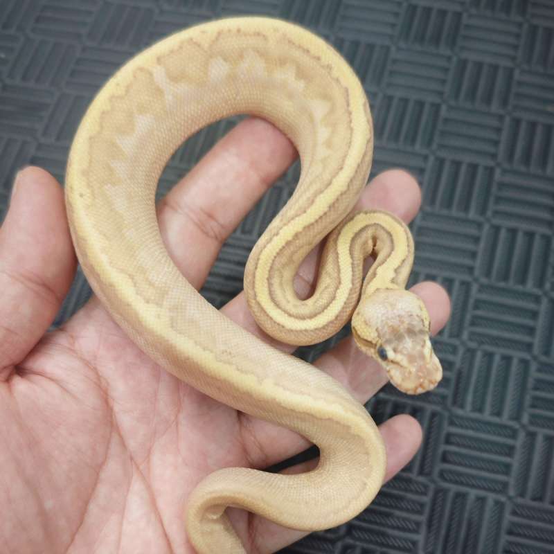 F Pastel Kingpin Calico YB (5Gen)