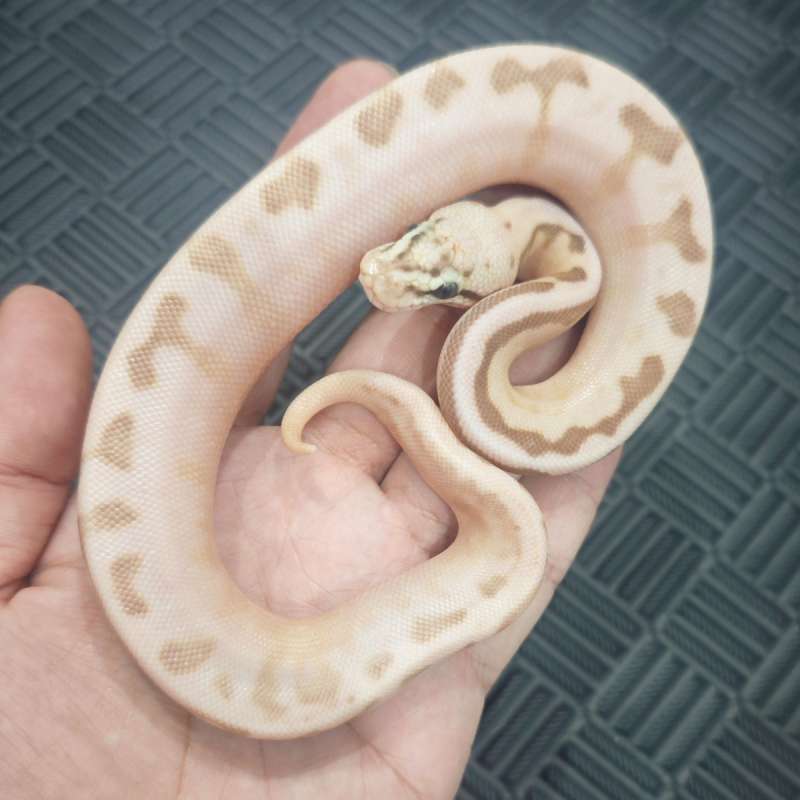 F Killer Queenbee Calico YB (6Gen)