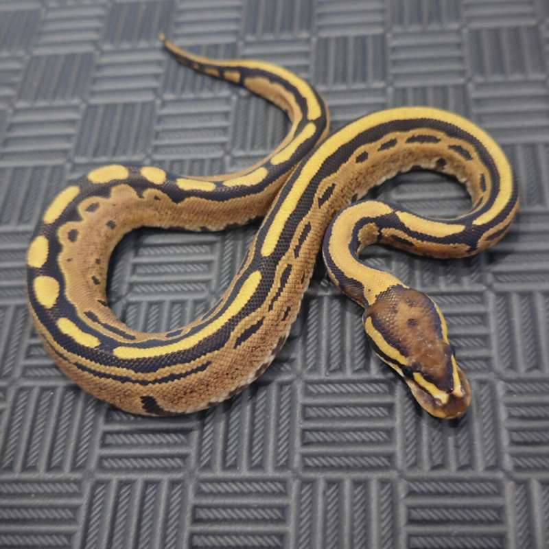 F Fire Tristripe pos YB