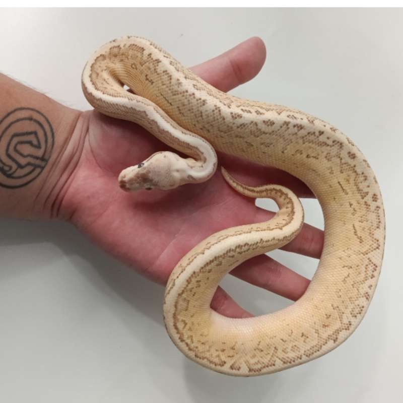 Butter pinstripe pastel (poss yb) -