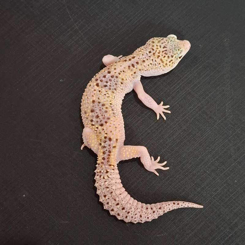 Macksnow Eclipse PH T