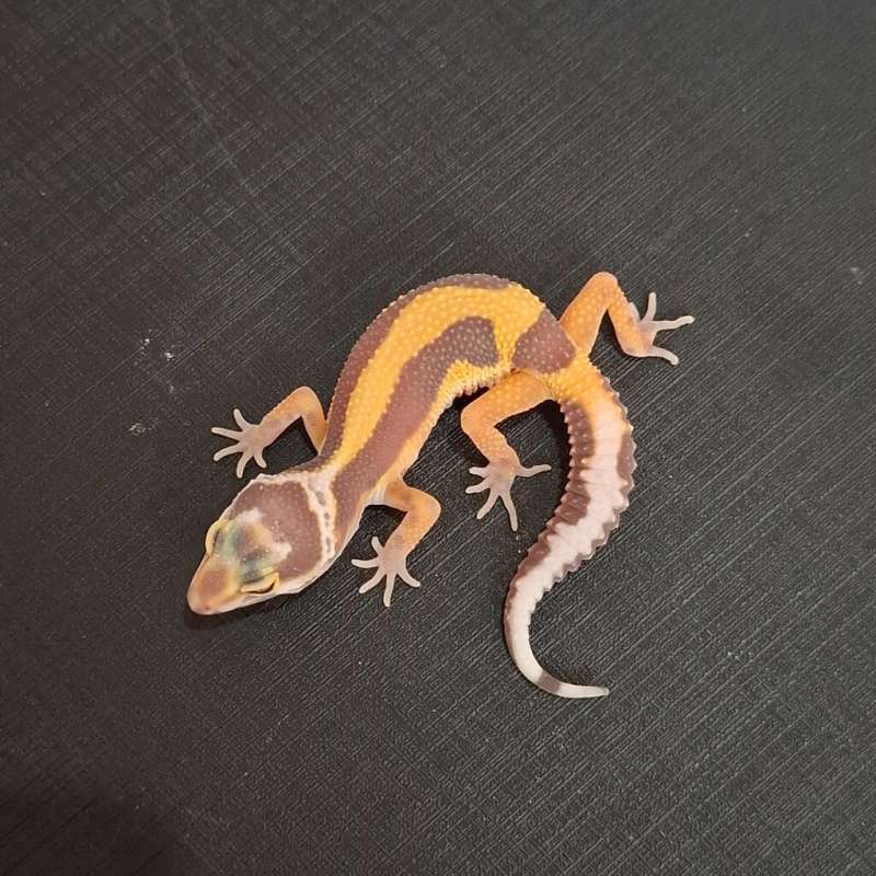 Bold Stripe Tremper