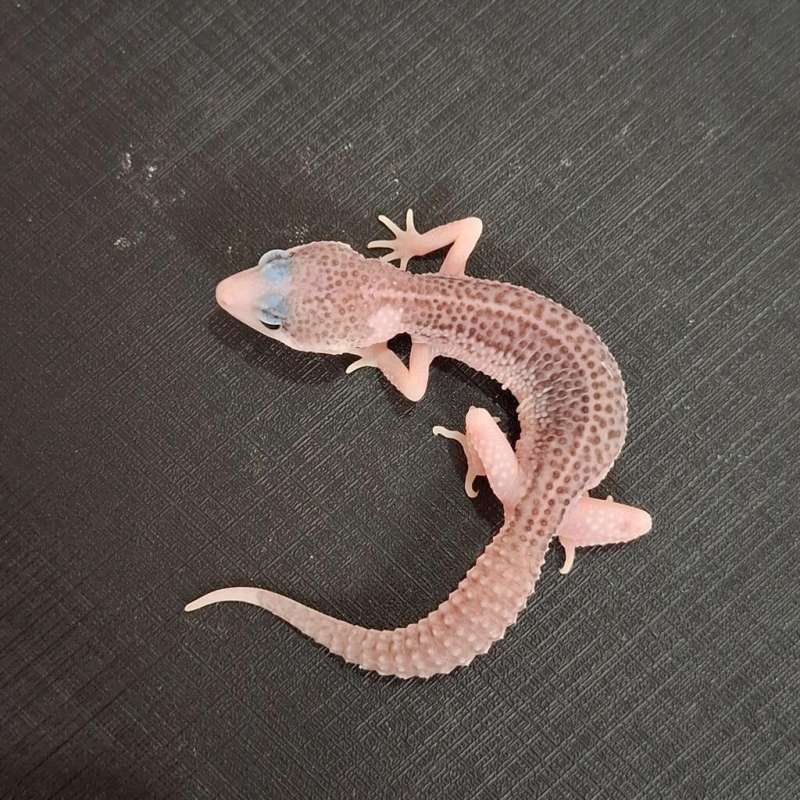 Super Snow Eclipse Pied