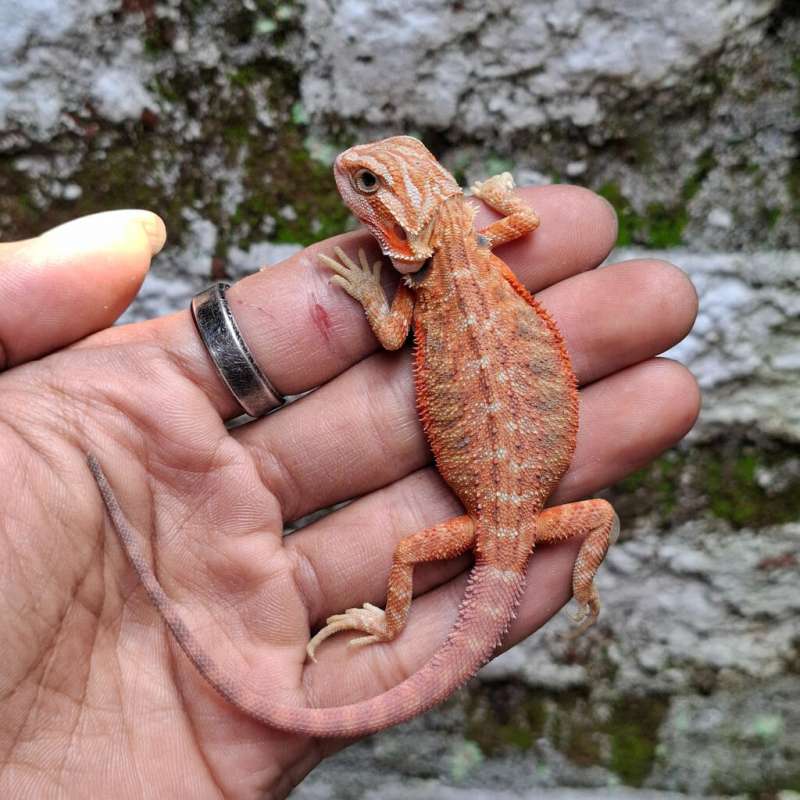 T1• Red Hypo Trans