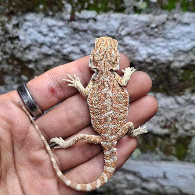 T2• Red Hypo Het Trans