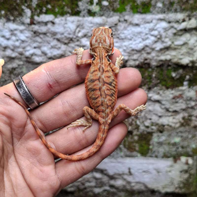 T3• Lb Trans Het Hypo