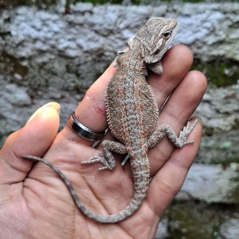 HZ• Ph Hypo Zero ( - )