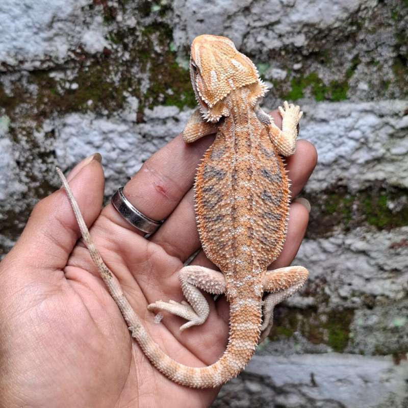 T5• Red Hypo Het Trans Bluebar