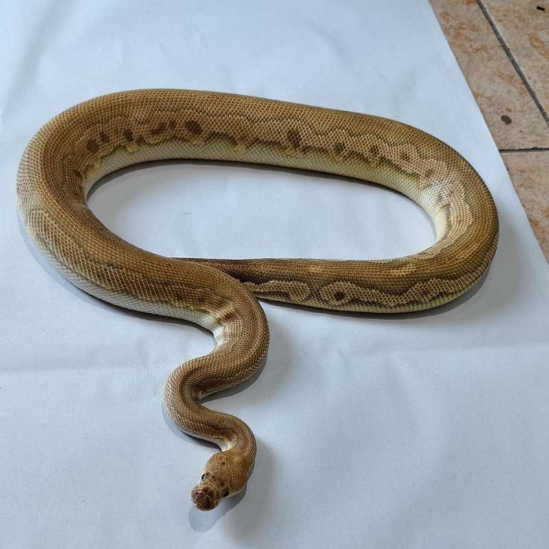 M black pastel clown