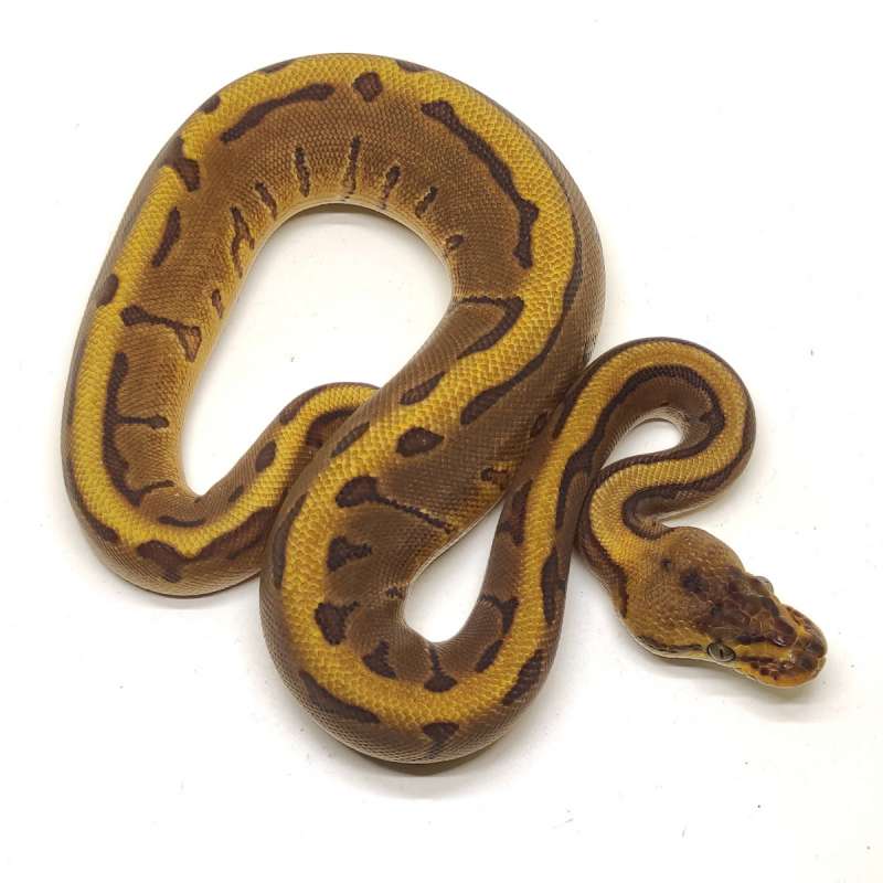 F COMBO BAHAN SUNSET - ENCHI LEO PINS poshet SUNSET!!!