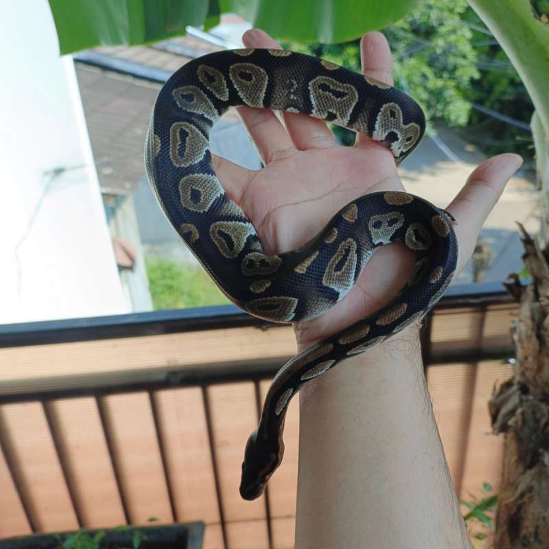 (F) Black Head ph Clown