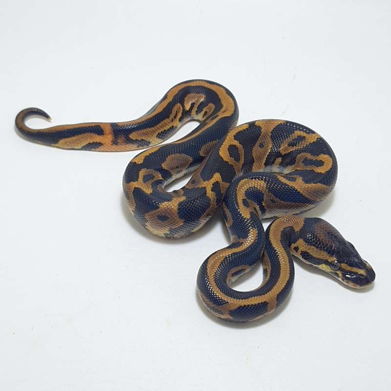 LEOPARD DOUBLE HET AXANTHIC PIED (TSK)