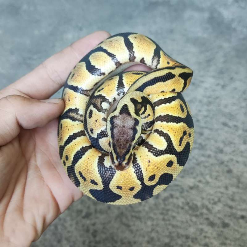 M - Pastel Het Clown Ph 66% Lavender