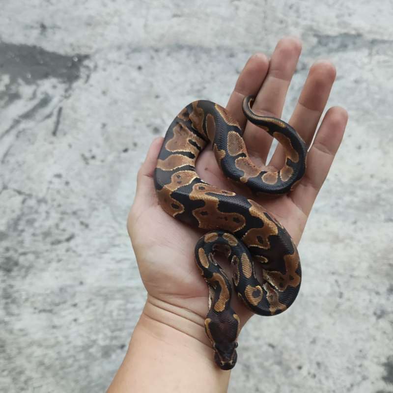 M - Normal Dh Lavender Pied Ph 66% Clown