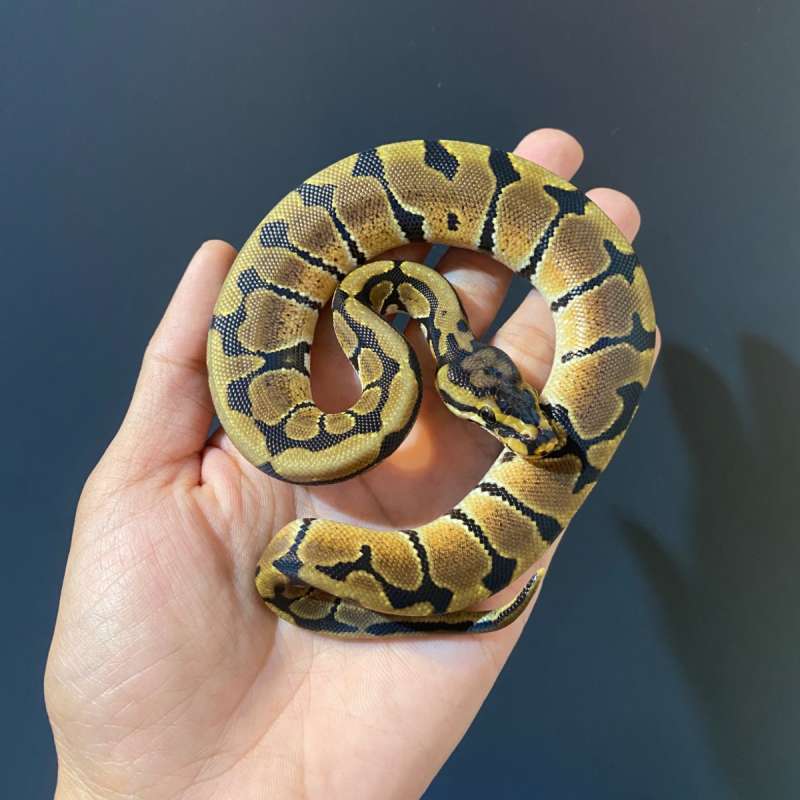 M - Spotnose het Clown ph 66% DG